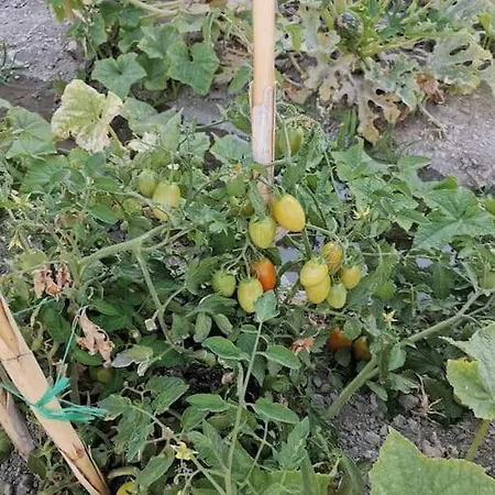 Апартаменты Wonderfull Sea View Ii *